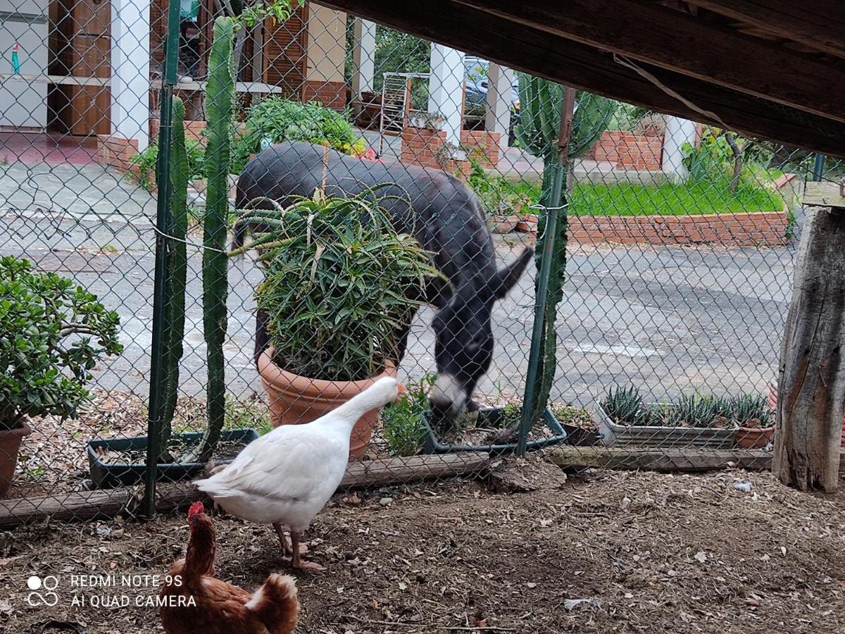 La Gallina Nel Castello Citr Oo9002-Beb Oo11 Albenga Ngoại thất bức ảnh